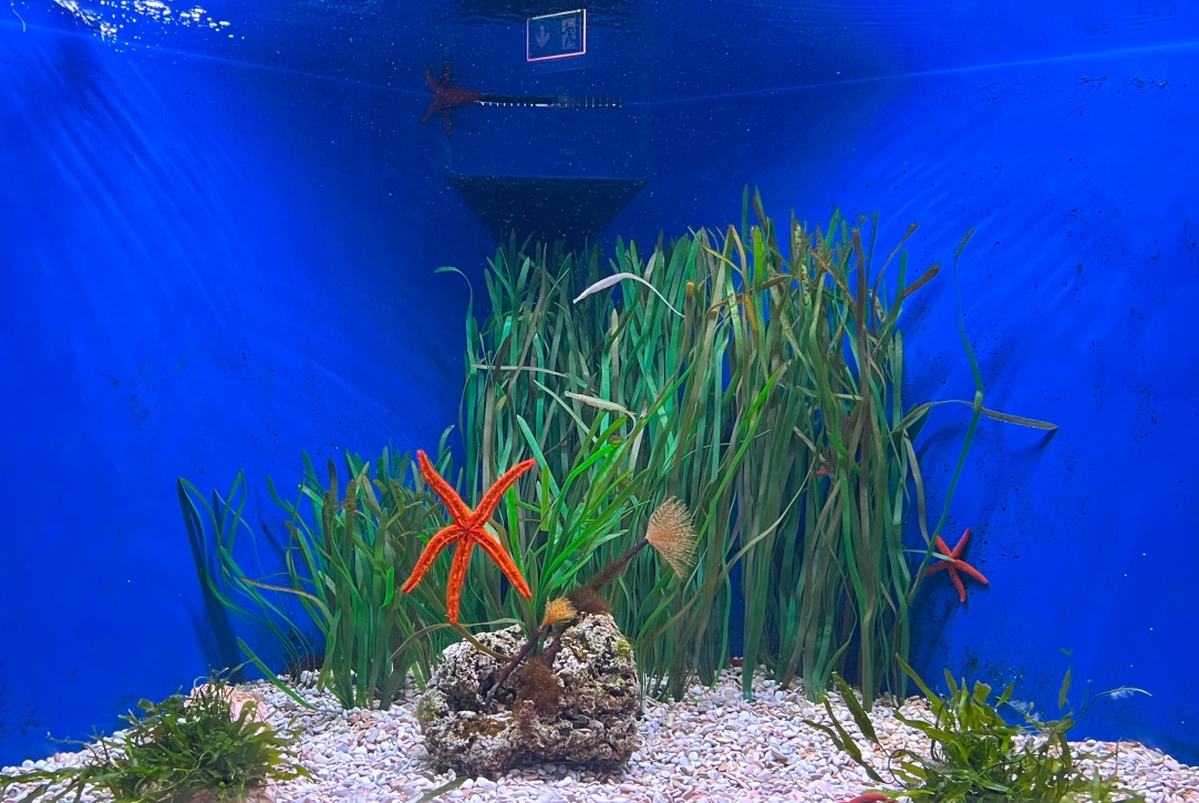 Stella Rossa e Praterie sommerse: Uno Sguardo all'Adriatico del Fano Marine Center