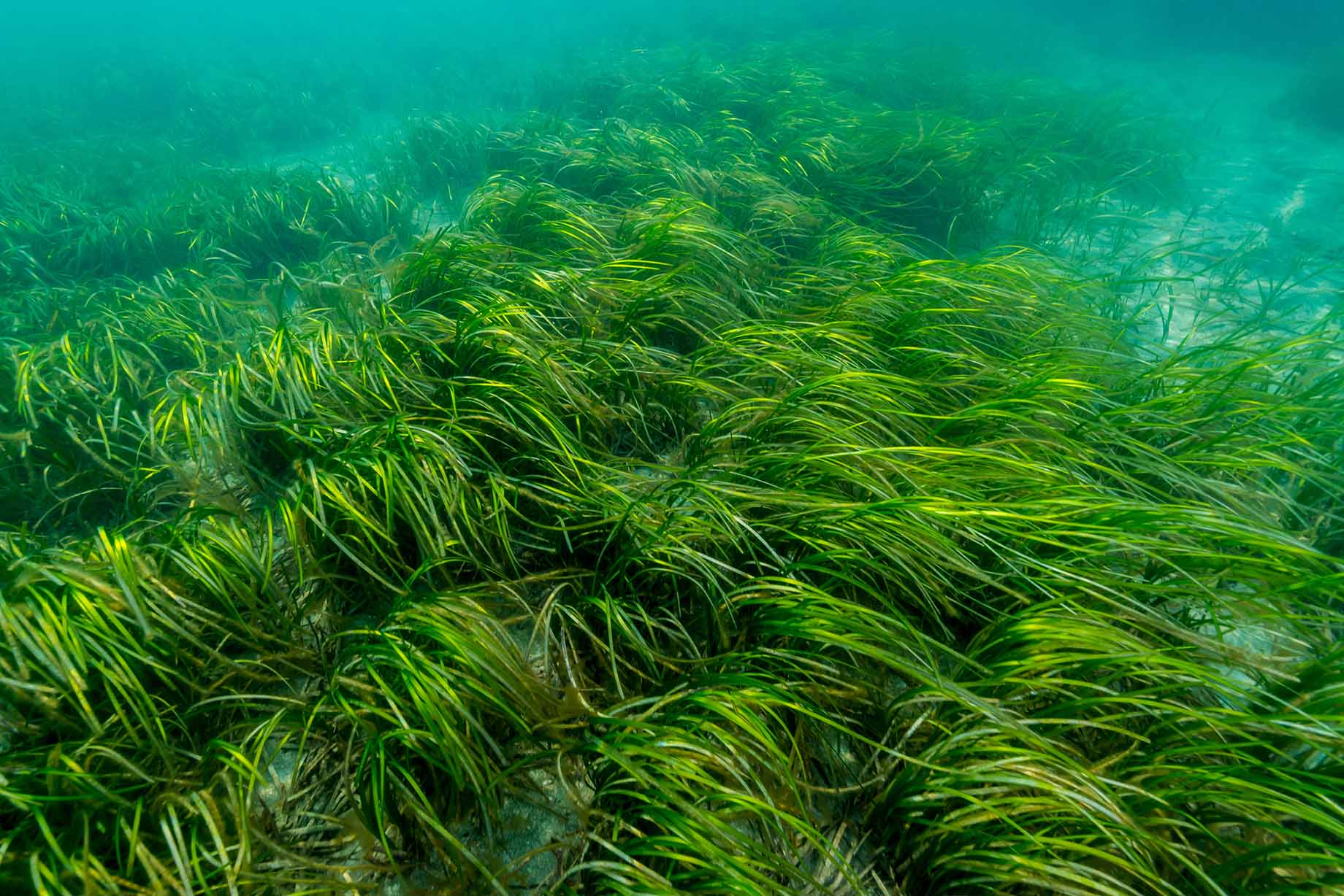 Prateria di posidonia oceania